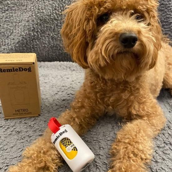 Goldendoodle with a remiedog poop bag holder on her arm