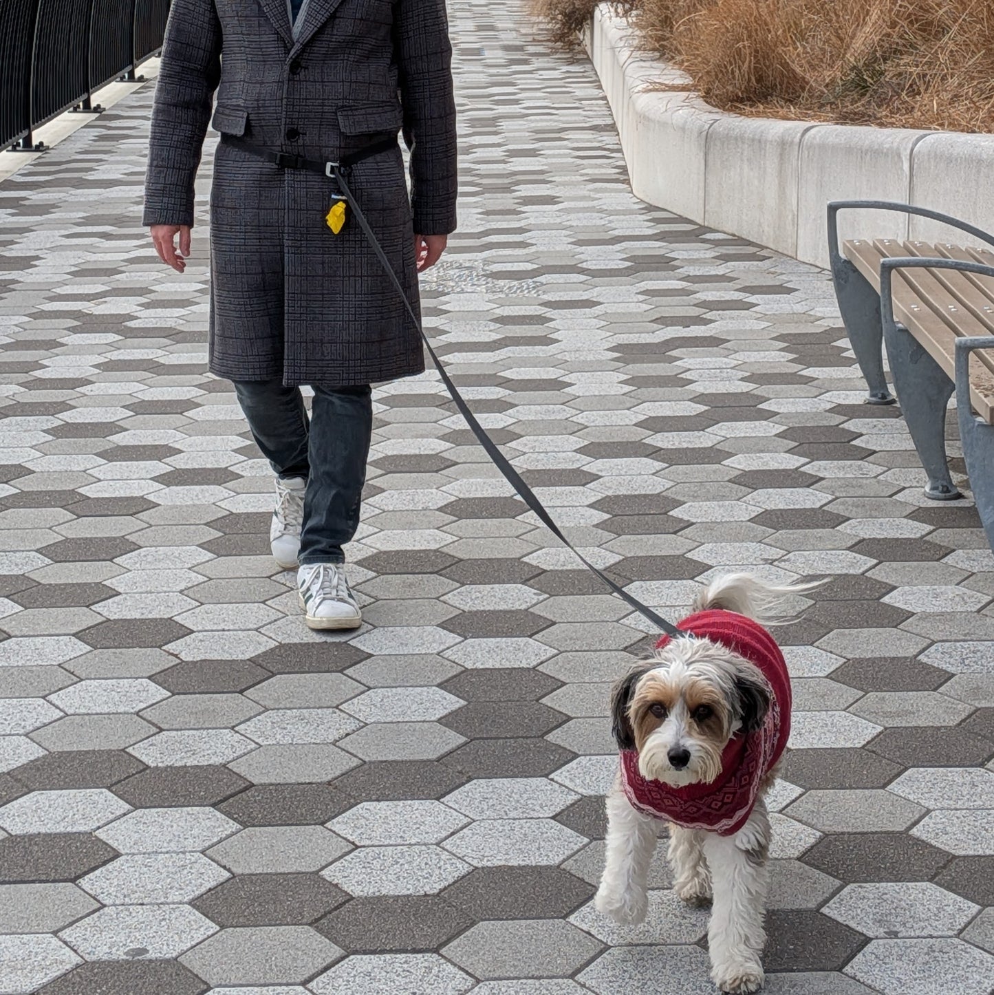 man with remiedog hands free leash around his waist walking an aussiedoodle